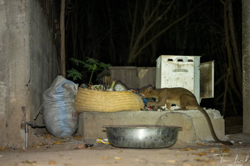 The fossa at the restaurant is eating the leftovers.