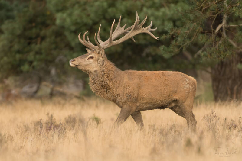 With a nice walk and with his head straight up, to impress the females he immediately ran after them.