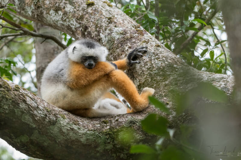 The Diademed Sifaka in Andasibe-Mantadia National Park