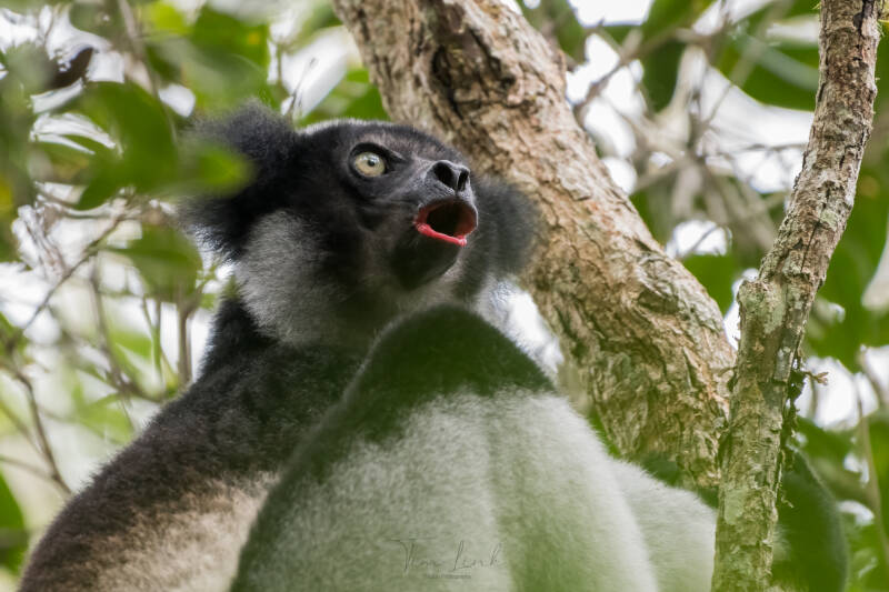 The singing Indri in the rainforest of Andasibe-Mantadia National Park.
