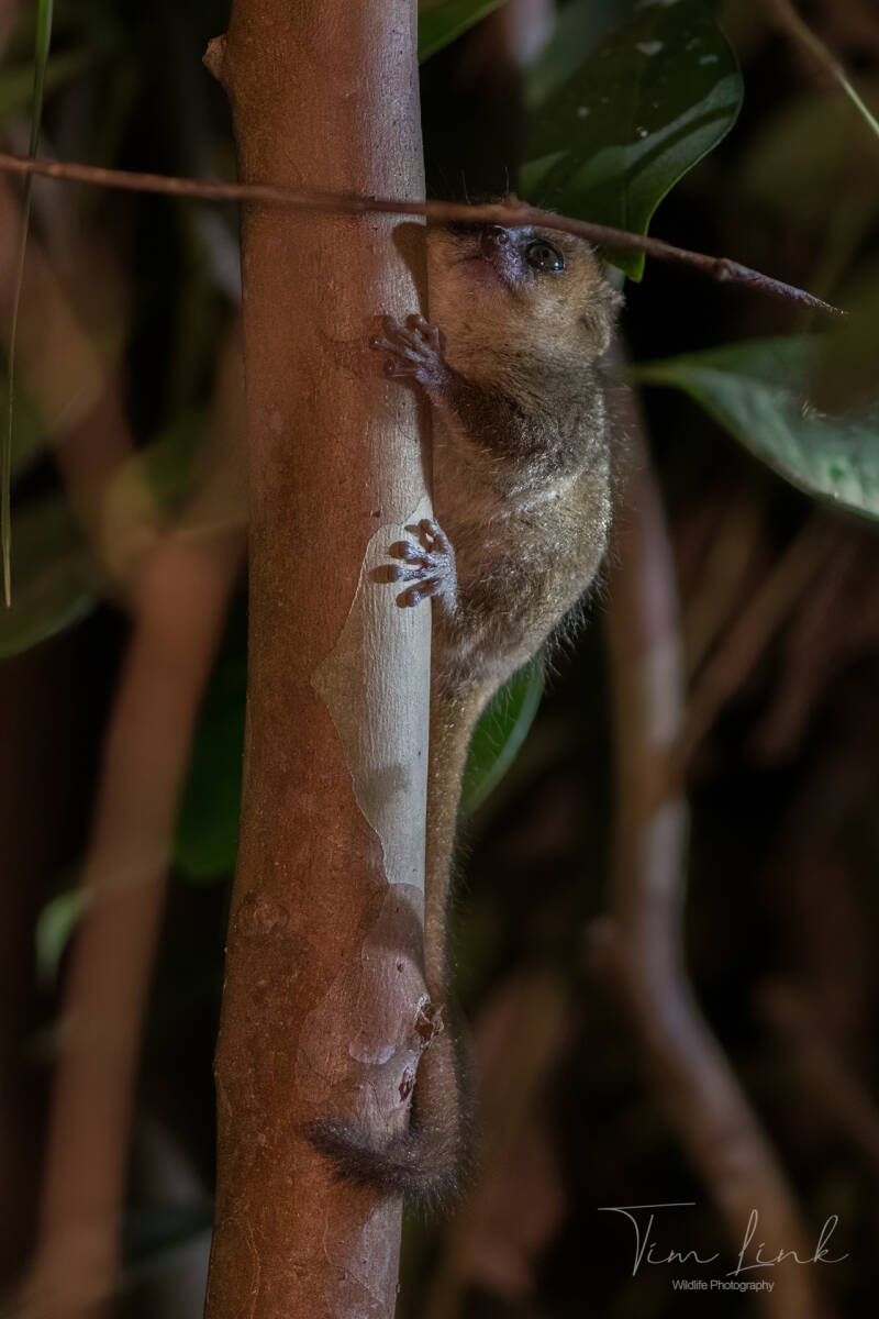The mouse lemur is the smallest primate on earth and you can only find it in Madagascar. It was not easy to find and photograph the mouse lemur in the dark but with some help from the local guide we managed to photograph the mouse lemur.