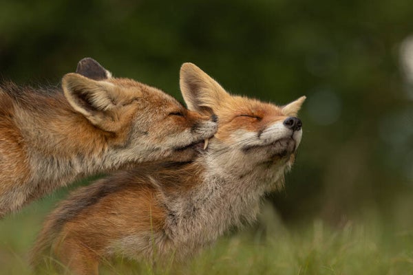 Big fox kiss!