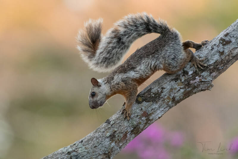 Variegated squirrel.