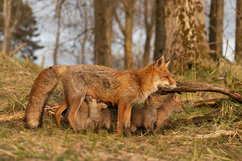 Mother fox with four little sweet foxes.