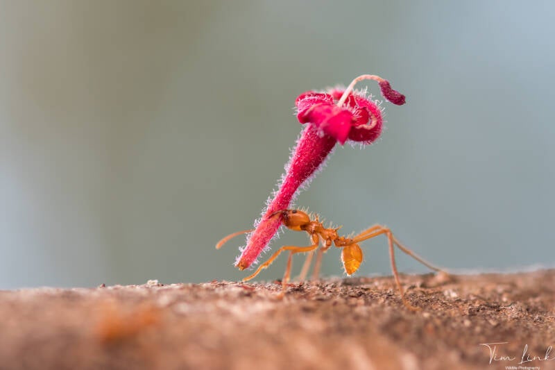 Leaf Cutter Ant on the way to his date.