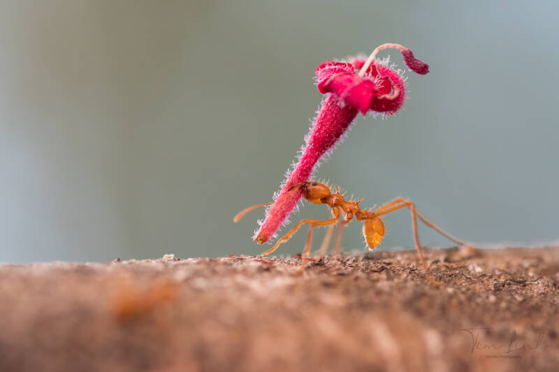 Leaf Cutter Ant on the way to his date.