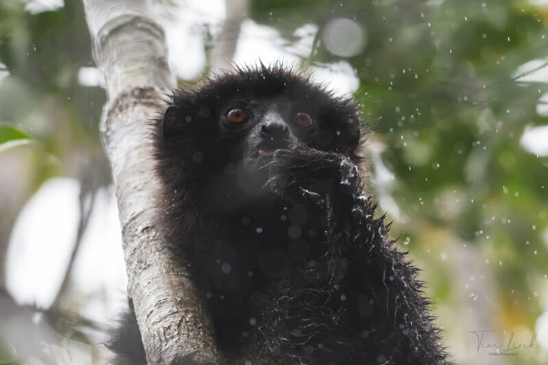 The Milne-Edwards's sifaka in the rain. Photographed in Ranomafana National Park.