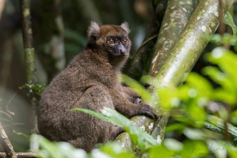 This is one of the last two Greater bamboo lemurs on the planet. This is what the local guide told me, the two Greater bamboo lemurs that are left are a father and daughter and therefore can no longer reproduce! They will soon become extinct!!