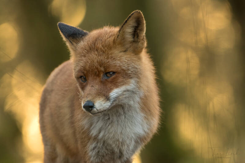 Old model.  For a ten year old fox, which is old for a fox, it is still a very handsome fox to photograph!