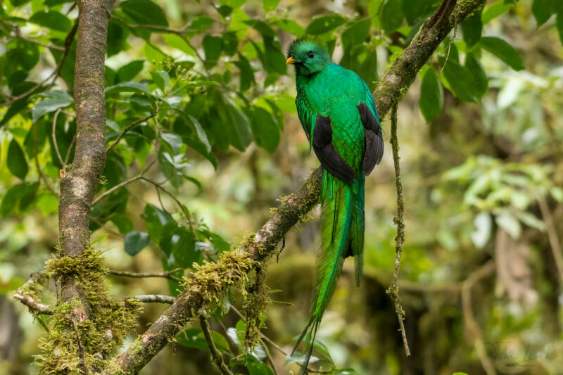 This is the quetzal in Monteverde Cloud Forest . My favorite bird from Cost Rica.