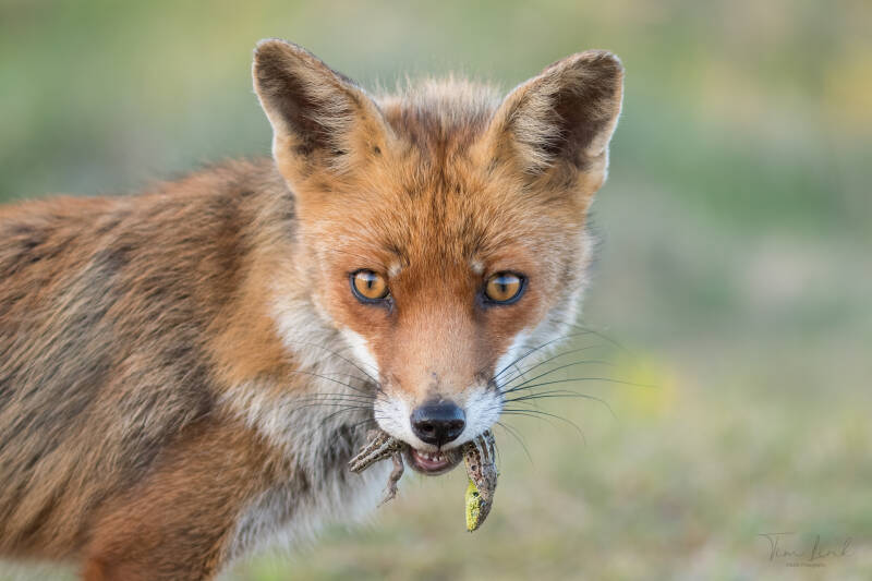 A red fox with her whole mouth full of sand lizards. Suddenly she came walking by with her mouth full of sand lizards, she looked at me for a moment and then walked on to her cubs to feed them.