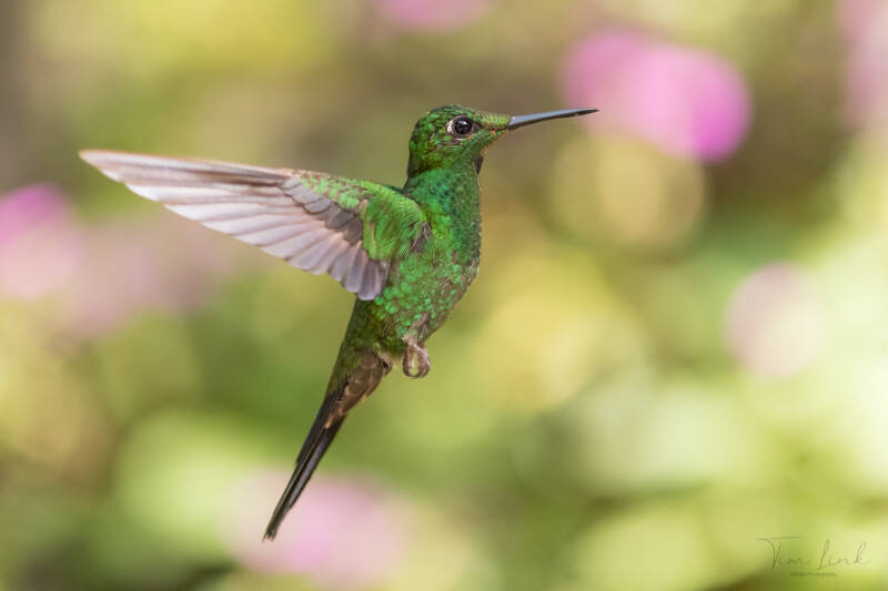 Hummingbird in flight.