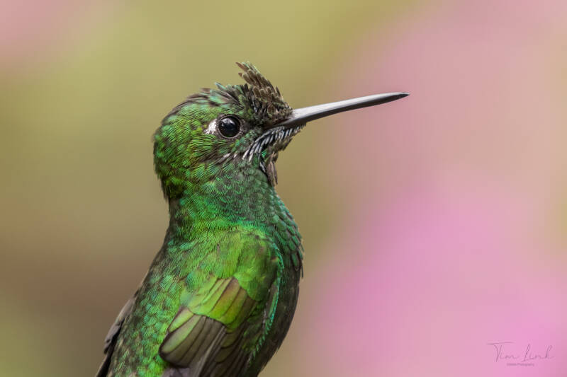 Green-crowned brilliant hummingbird in monteverde cloud forest.