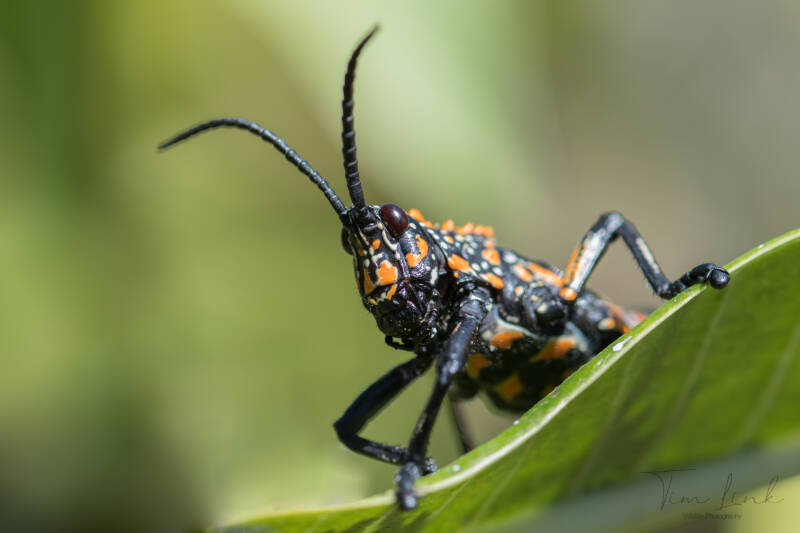 The rainbow milkweed locust in Andringitra National Park.