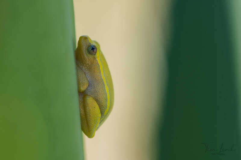 Frog (Heterixalus luteostriatus), Isalo National Park (Madagascar)