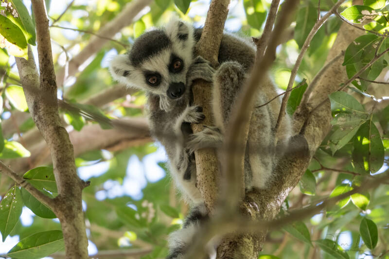 The Ring-tailed lemur in Isalo Nationaal Park.