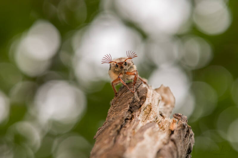The cockchafer (Meikever).