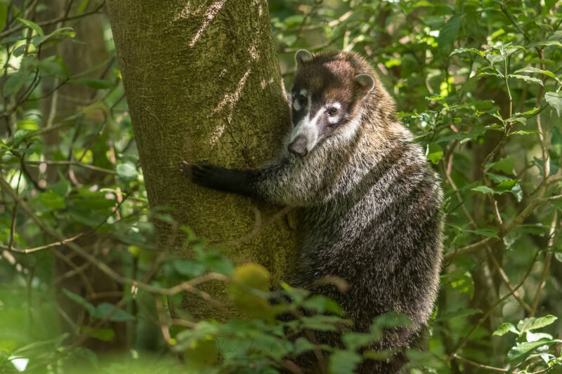 The White-nosed Coati in Monteverde.