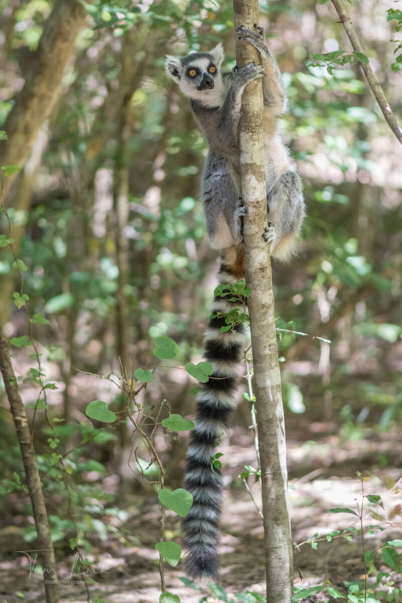 The Ring-tailed lemur in Isalo Nationaal Park.