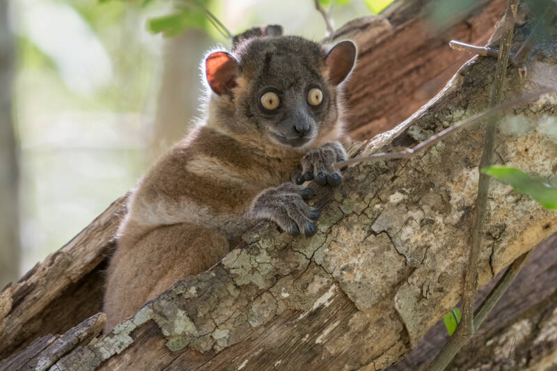 The Hubbard's sportive lemur in Zombitse-Vohibasia National Park.