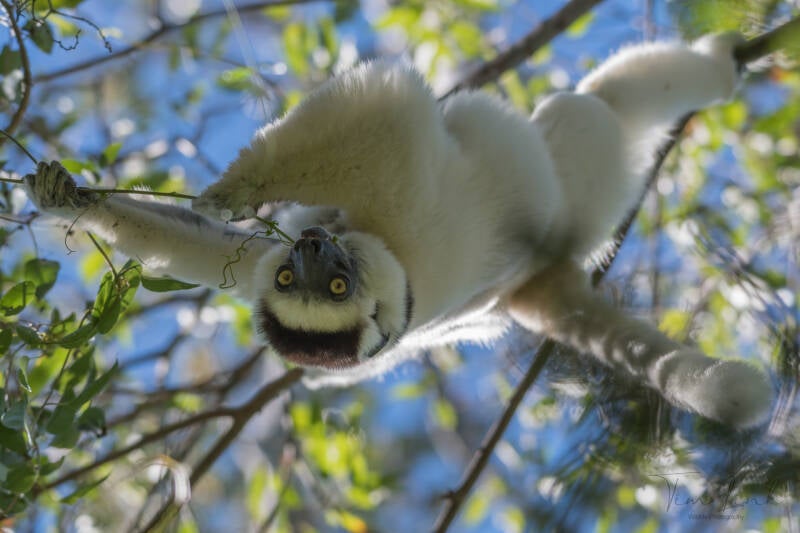 The Verreaux's sifaka in Zombitse-Vohibasia National Park.