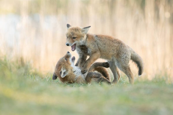 Playtime!
