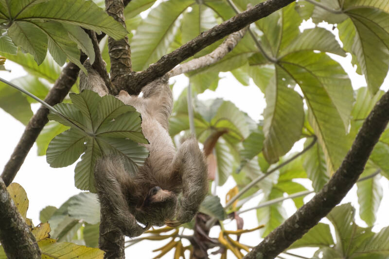 The Three-toed sloth.