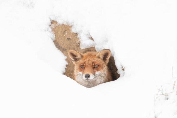 Too cold to go outside!
