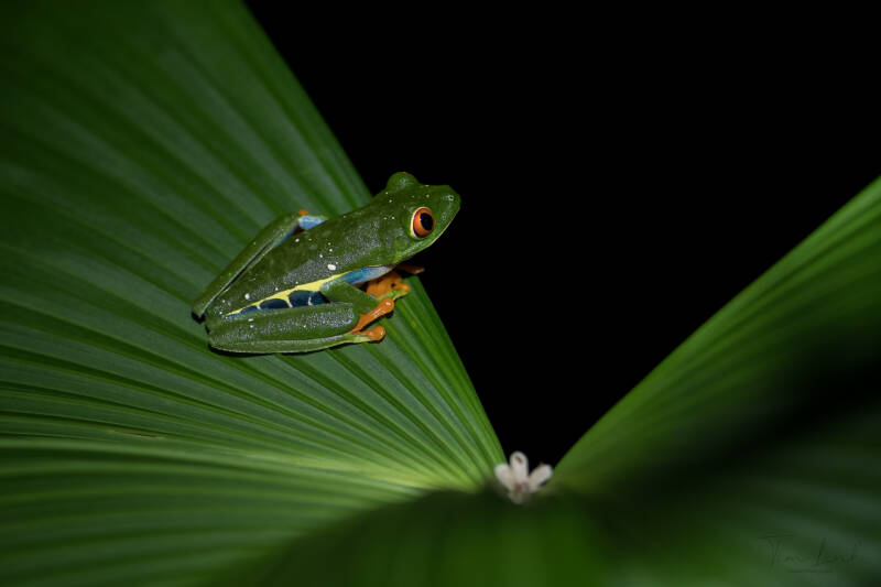 The famous frog of Costa Rica the Red-eyed tree frog.