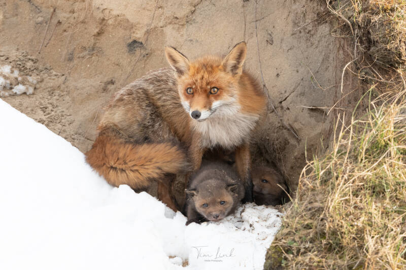Fox cubs in the snow.