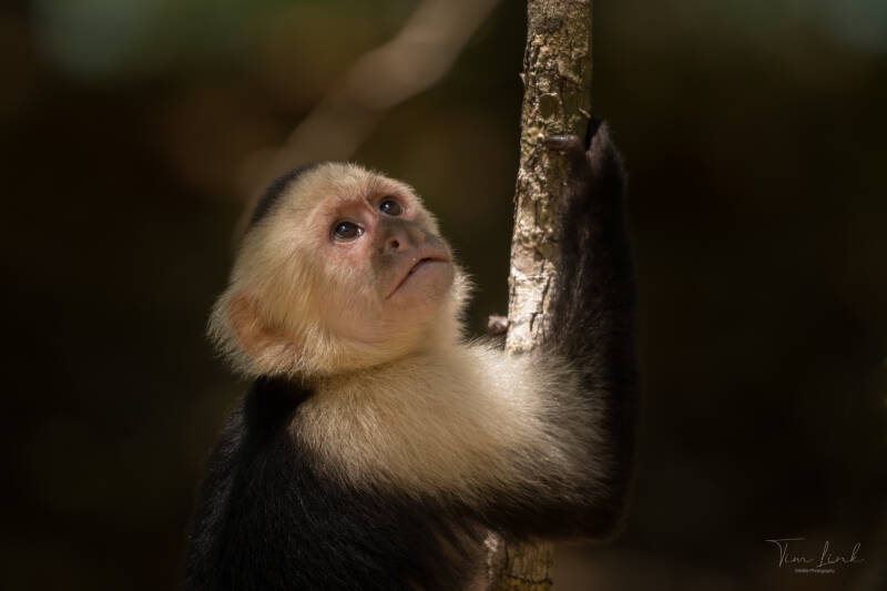 White-faced capuchin monkey in manuel antonio national park.