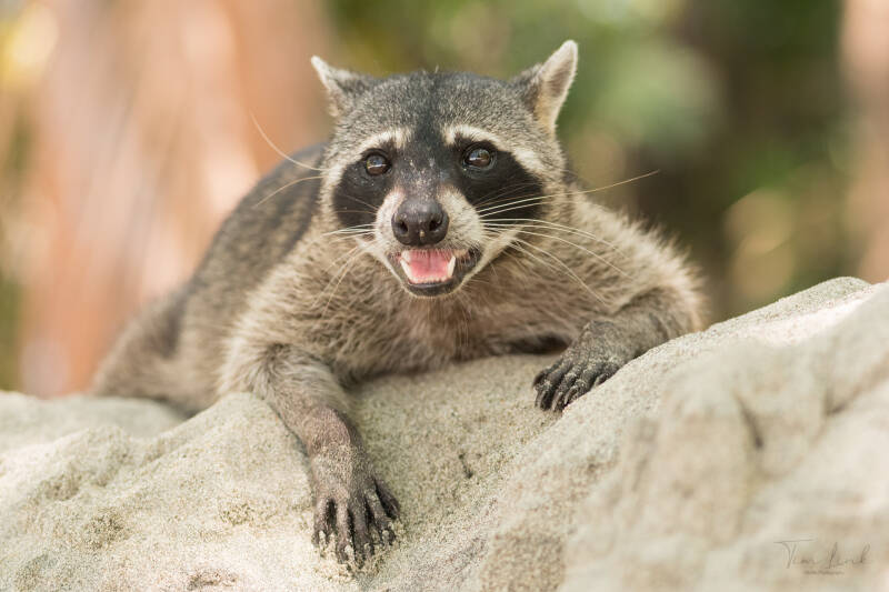 He had to catch his breath in the shade on the beach of Manuel Antonio National Park at a temperature of 40 degrees.