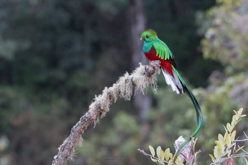 This is the quetzal in Los Quetzales National Park.