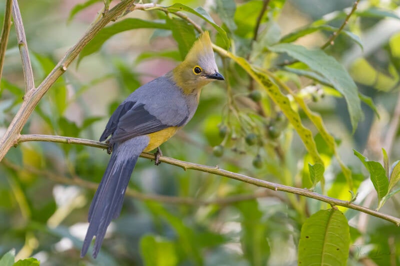 The Long-tailed Silky-Flycatcher in Los Quetzales National Park.