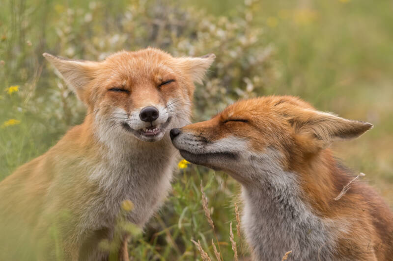 Fox kiss.