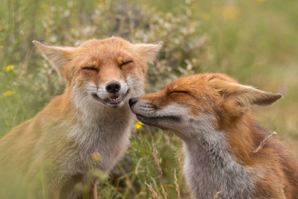 Fox kiss.