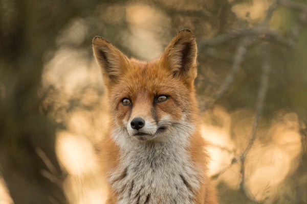 The fox dream.