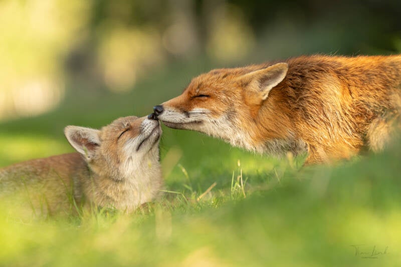 Real fox love!