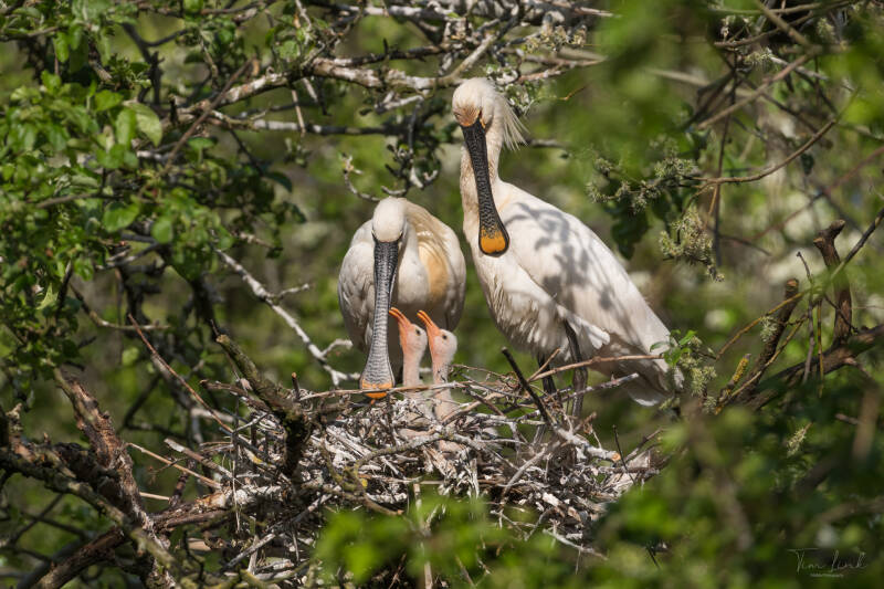 Nine days old. The young ones are happy that daddy is back after he has been away for a long time, he comes back to feed his children.