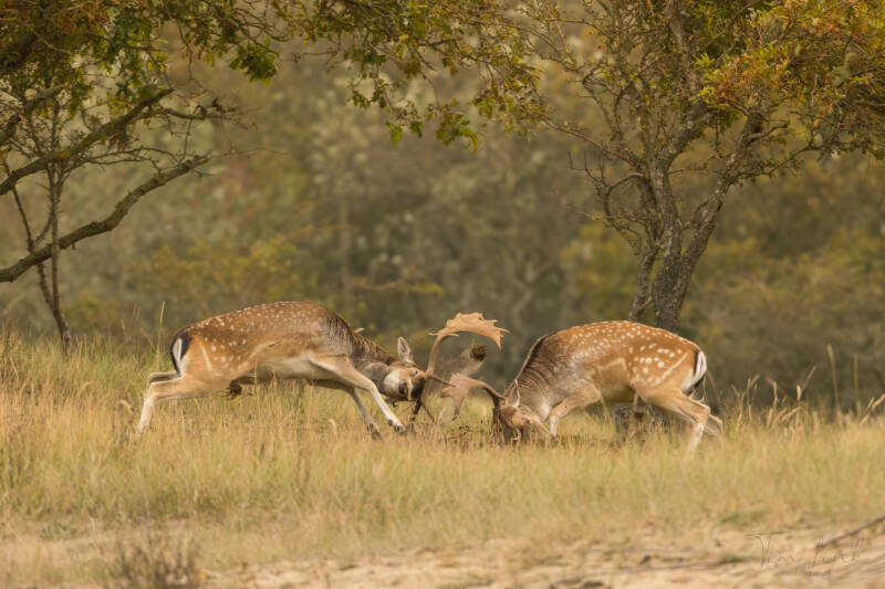 Let's fight for it! Who will win?