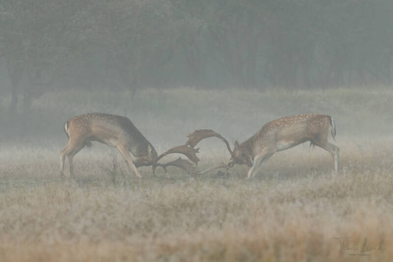 A fight on an early misty morning.