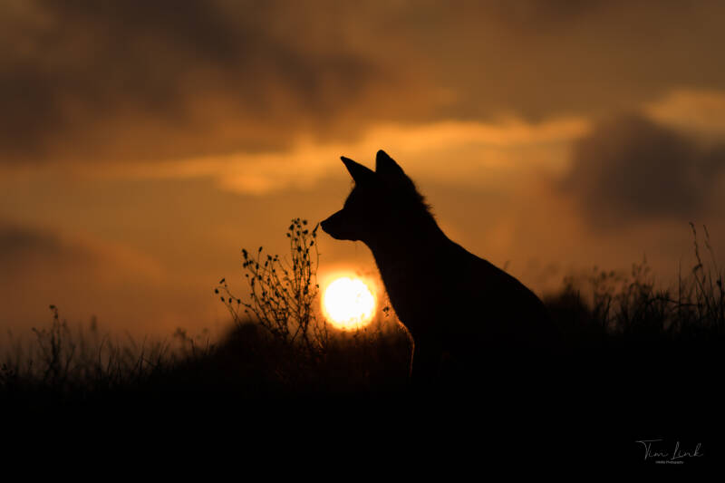 A beautiful sunset with a fox!