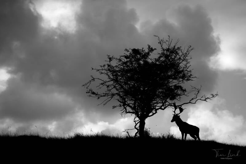 A fallow deer getting ready for the upcoming storm during the rutting season.