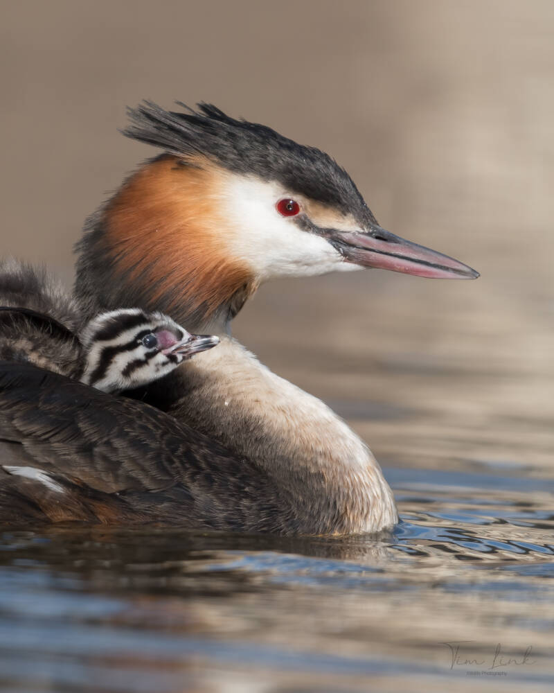 Nice and warm between the feathers of mother.
