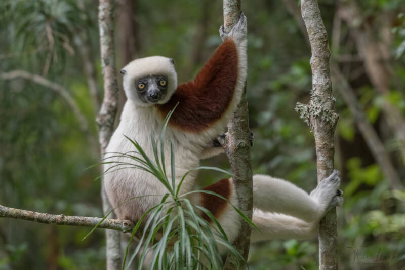 Coquerel's sifaka close to Andasibe Mantadia National Park, (Madagascar).