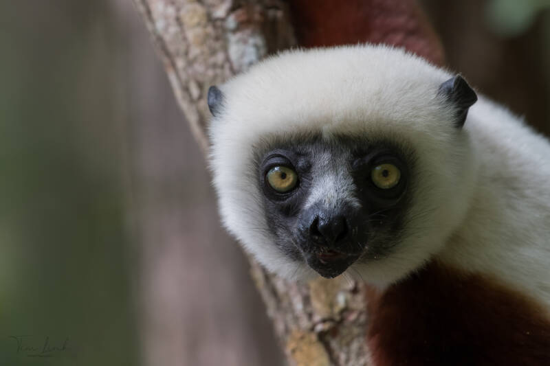 Coquerel's sifaka close to Andasibe Mantadia National Park, (Madagascar).
