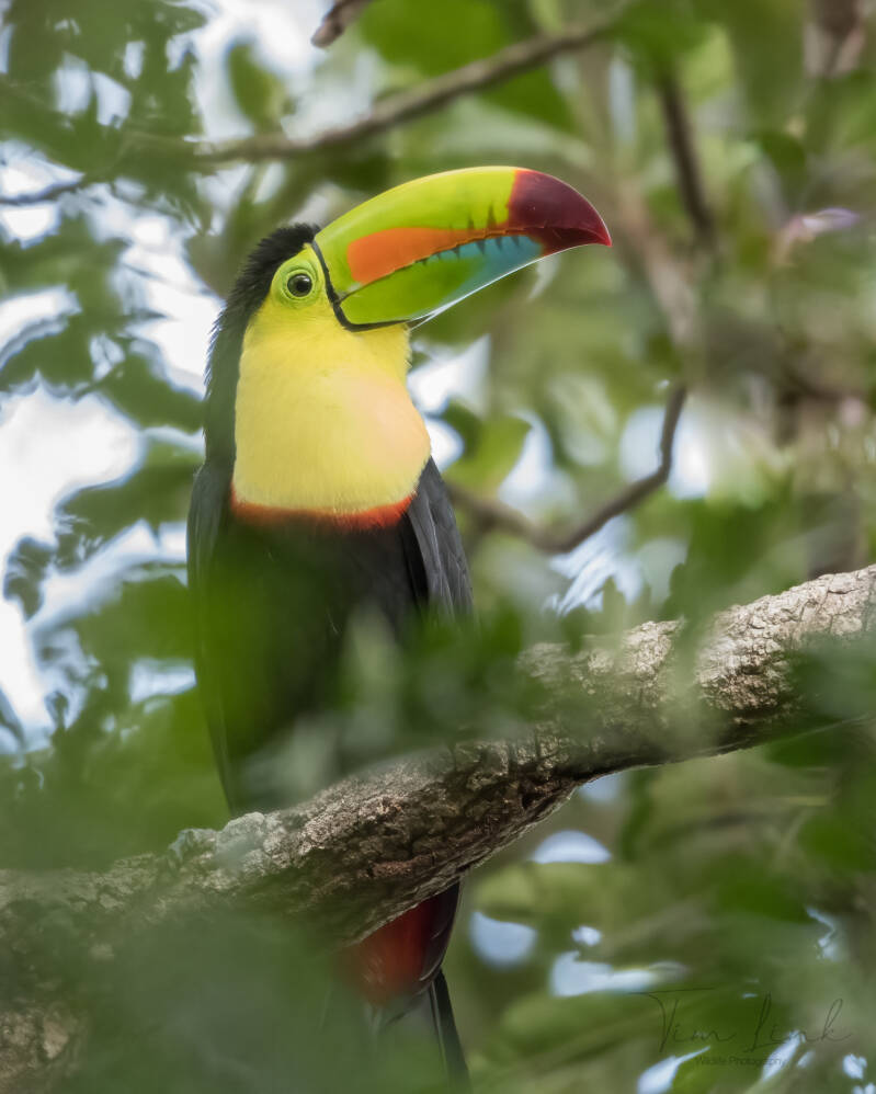 The Keel-billed toucan.