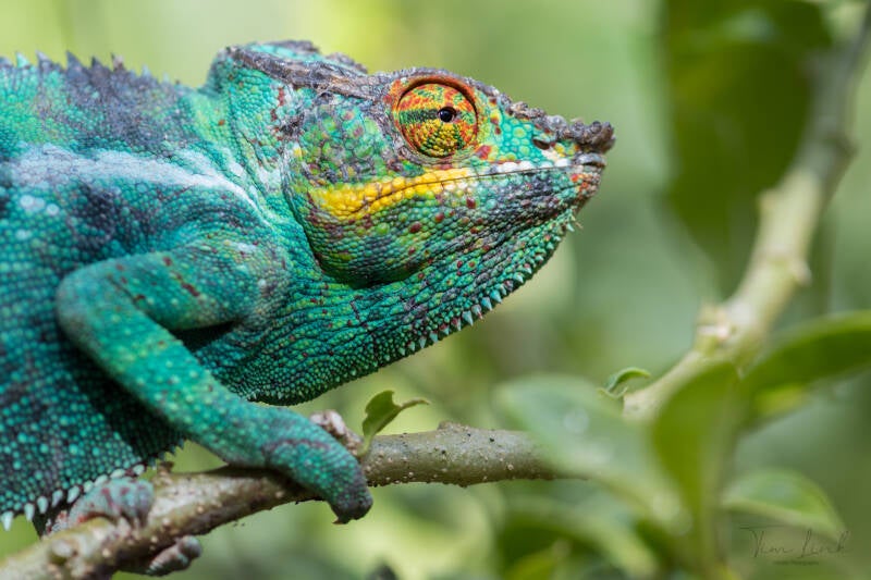 Panther chameleon.
