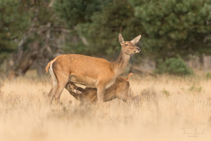 A thirsty young red deer.🦌
