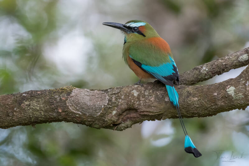 The Turquoise-browed motmot.